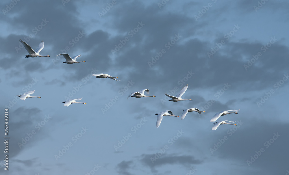 Obraz premium Łabędź krzykliwy