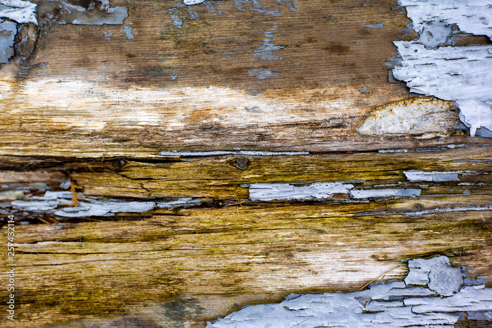 Naklejka premium Texture of old dried gray paint on wood, background