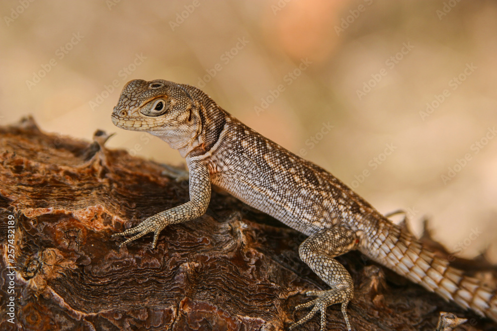 Madagascar collared iguanid looks attentively Madagascar collared iguanid looks attentively