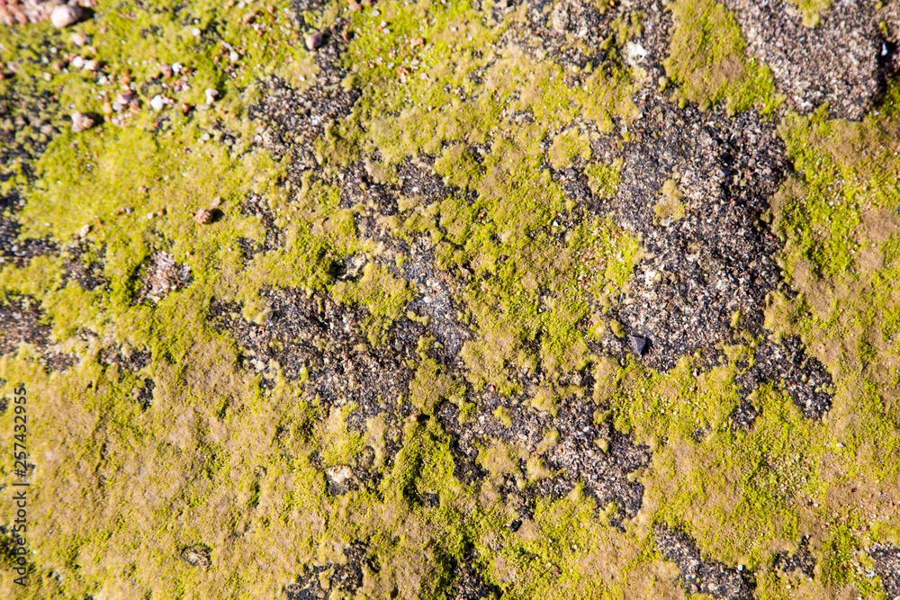 Texture of gray stone covered with green moss. Natural background. Stone texture water edge Texture of gray stone covered with green moss. Natural background. Stone texture water edge