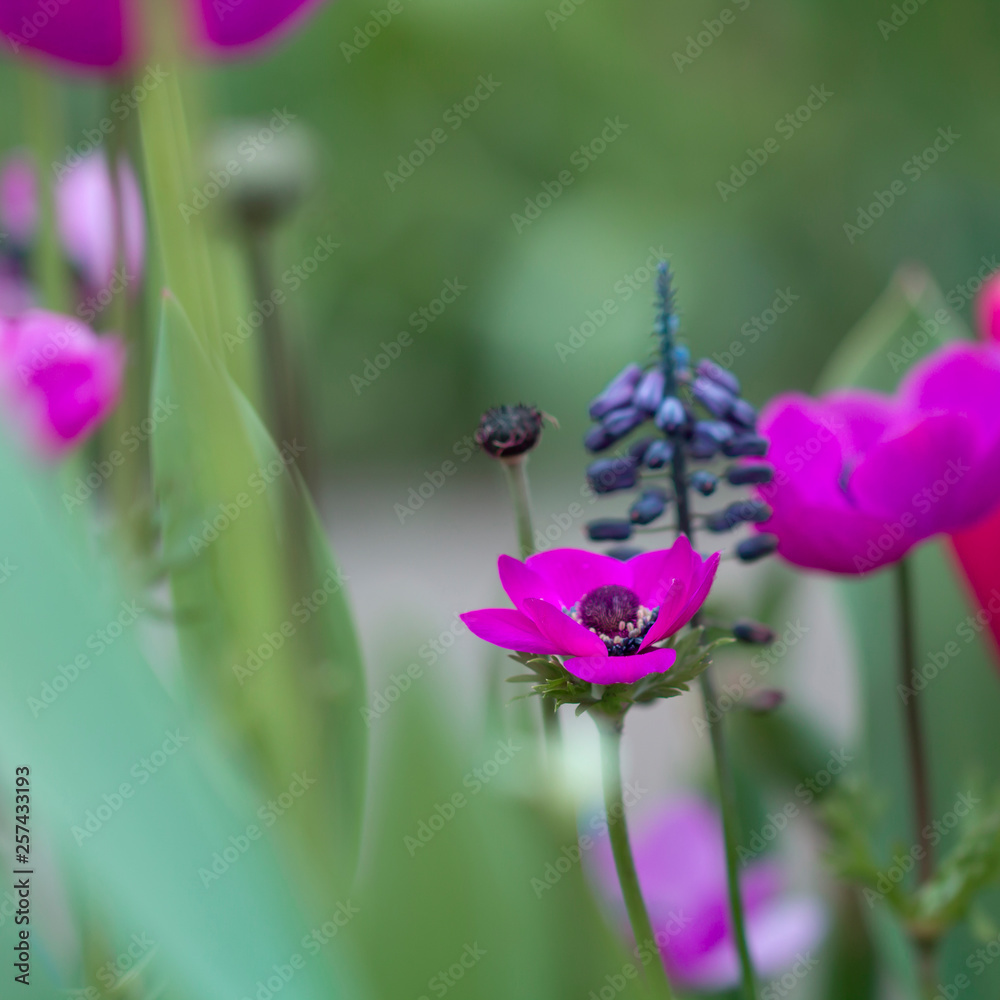 Garten - Anemone; Kronen-Anemone (Anemone coronaria) Garten - Anemone; Kronen-Anemone (Anemone coronaria)