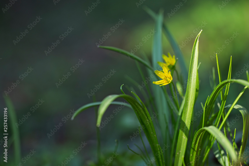 Small flowers of Gagea lutea or goose onions close-up. Yellow Star-Of-Bethlehem spring blooming on sunny day. Nature and botany, flowers with yellow petals for garden decoration. Small flowers of Gagea lutea or goose onions close-up. Yellow Star-Of-Bethlehem spring blooming on sunny day. Nature and botany, flowers with yellow petals for garden decoration.