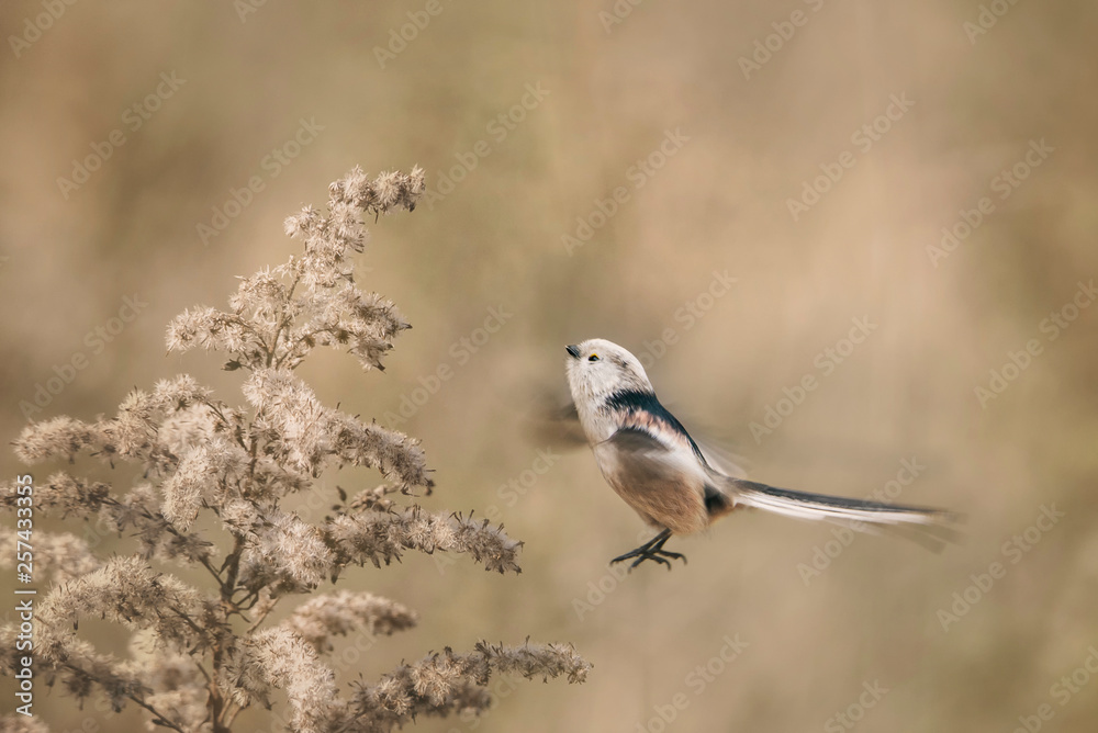 Obraz premium Raniuszek