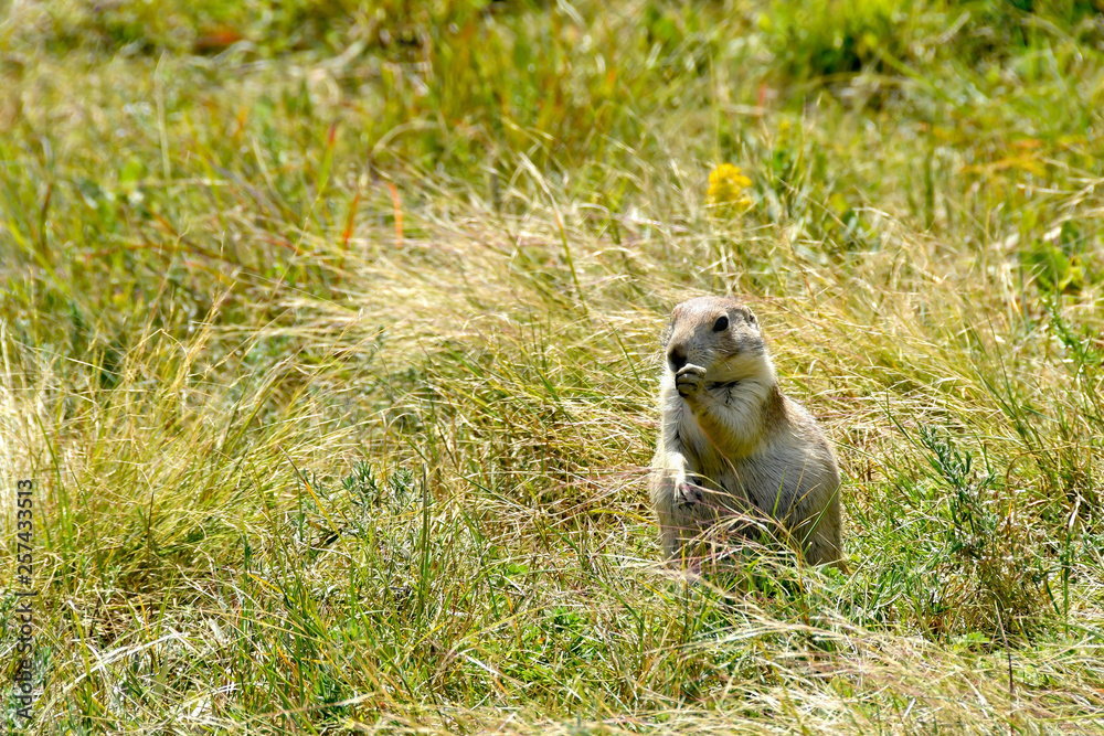 Prairie Dog Prairie Dog