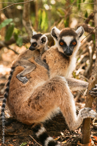 ringtailed catta with baby riding on his back, close 