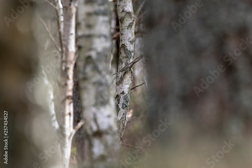 Birch trees, Betula, within an old pine forest with broken bark and covered in moss and lichen taken during spring/winter in north scotland. © Paul