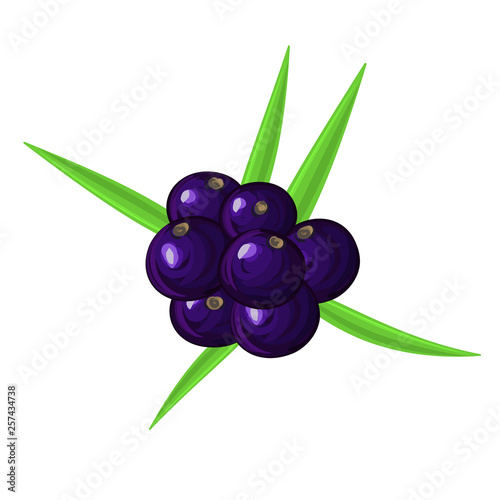 Ripe acai berries and palm leaves. Brazilian superfruit. Euterpe oleracea. Superfood for healthy life. Dietary supplement. It can be used for label, package, card, banner, cover. Vector, eps10