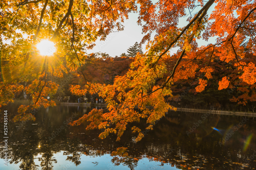 Beautiful Japan autumn with sunrise at Kumoba Pond or Kumoba ike of Karuizawa ,Nagano Prefecture Japan. Beautiful Japan autumn with sunrise at Kumoba Pond or Kumoba ike of Karuizawa ,Nagano Prefecture Japan.