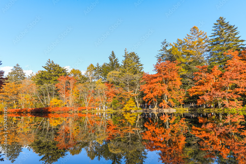 Beautiful Japan autumn at Kumoba Pond or Kumoba ike of Karuizawa ,Nagano Prefecture Japan.