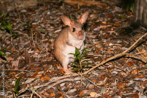 malagasy giant jumping rat at night standing upright photo