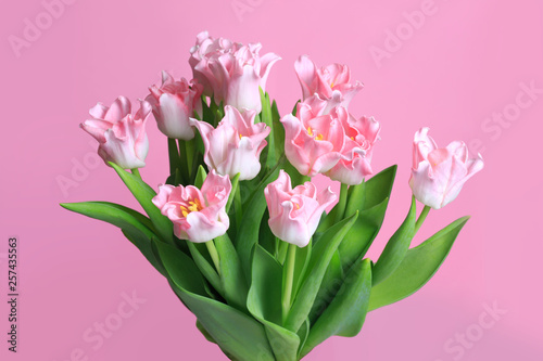 Fototapeta Naklejka Na Ścianę i Meble -  Bouquet of tender tulips isolated on pink background.