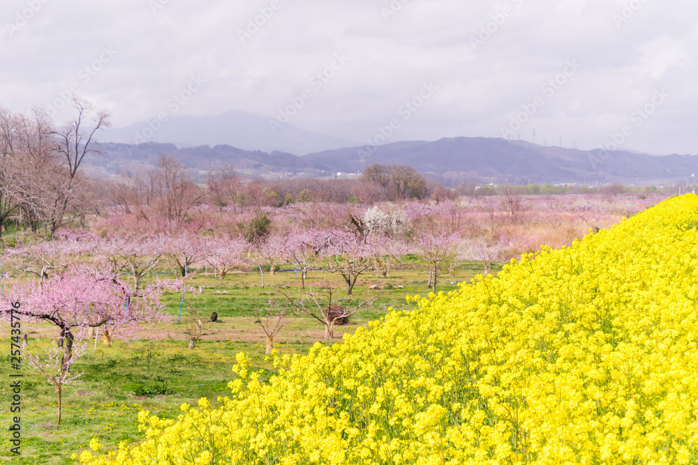 Beautiful flowers blooming  in  spring day 