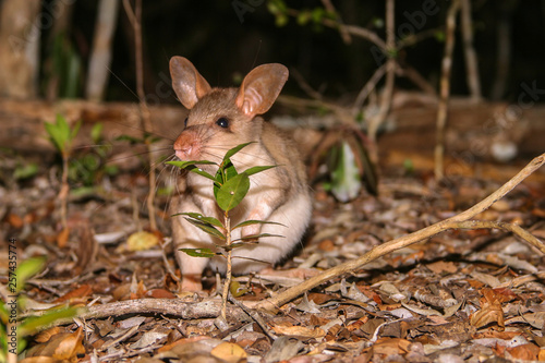 malagasy giant jumping rat at night standing upright photo