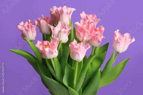 Bouquet of pink tulips isolated on purple background. © ksi