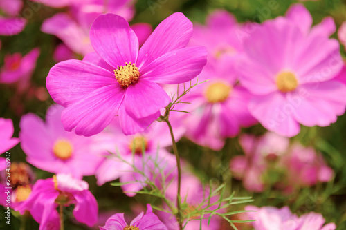 The Cosmos Flower