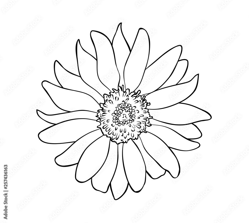 Vector illustration, isolated sunflower flower in black and white colors, outline hand painted drawing Vector illustration, isolated sunflower flower in black and white colors, outline hand painted drawing