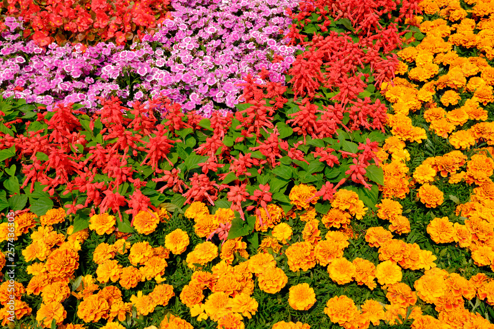 Colorful Flowers Garden