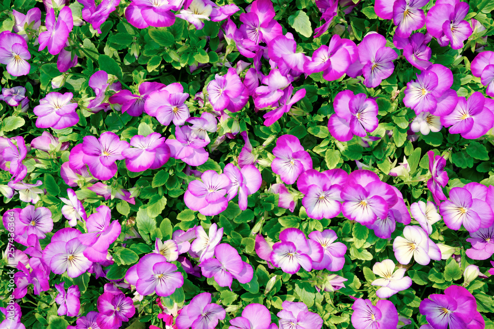 Purple Pansy Flowers in the garden