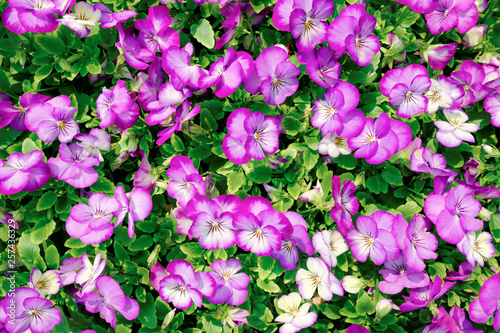 Purple Pansy Flowers in the garden