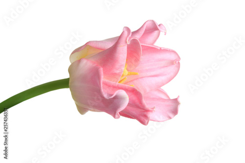 Pink tulips flower isolated on white background.