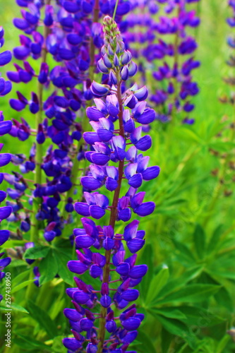 flower meadow with bright blue and purple flowers of lupins on a green background. The beauty of a wild place in the forest. The beauty of field plants which are very many