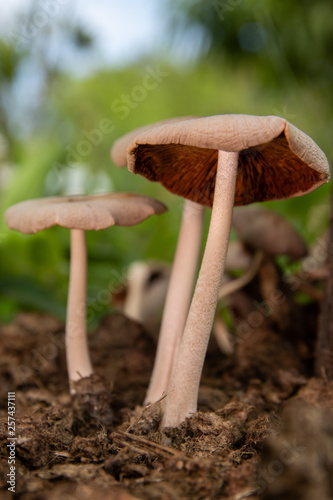 Macro photo of white mushrooms on the ground.