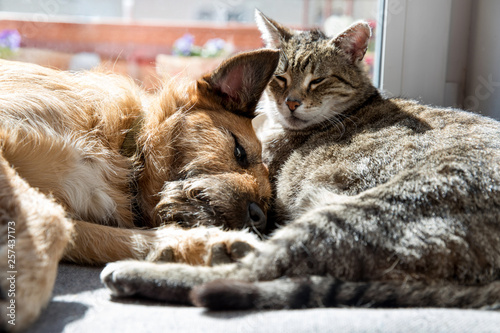 Photography cat and dog sleeping together