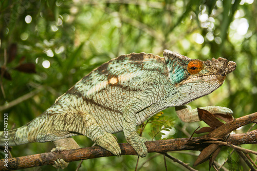 colorful chameleon in Madagascr climbing on a thin branch