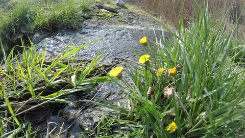 Coltsfoot, medicinal herb, flower in spring in Germany at a small waterfall photo