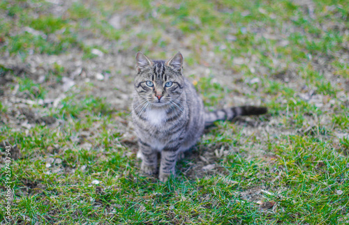 Wallpaper Mural cat on grass Torontodigital.ca