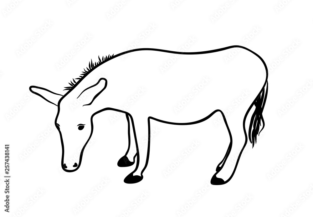 Vector illustration, isolated donkey in black and white colors, outline hand painted drawing