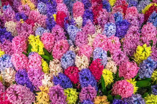 Fototapeta Naklejka Na Ścianę i Meble -   Hyacinths of all colors of the rainbow.