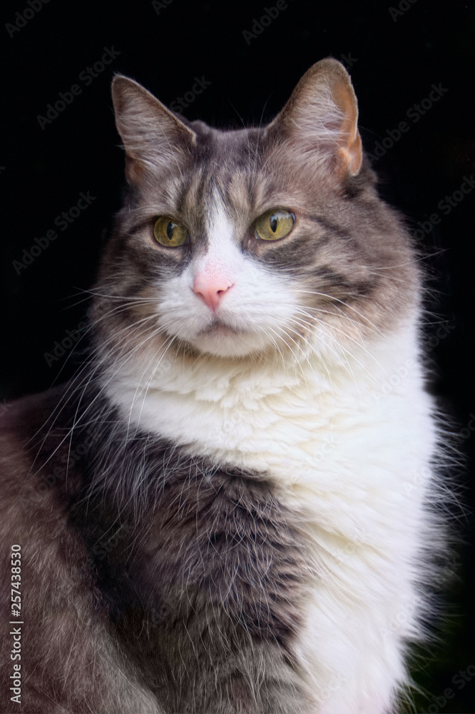 Formal Portrait of Cat