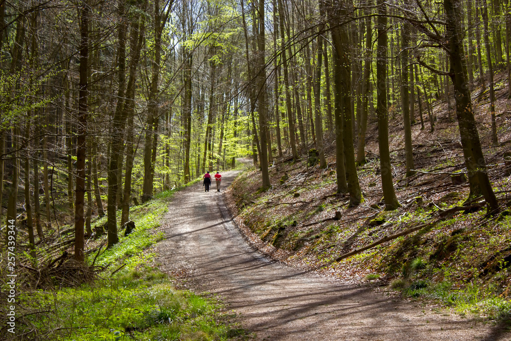 Fototapeta premium Spring Forest Hiking trail Rheinsteig in Siebengebirge Germany