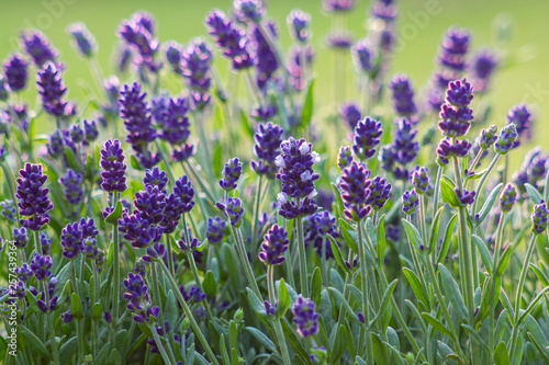 lavender flowers © Mira Drozdowski