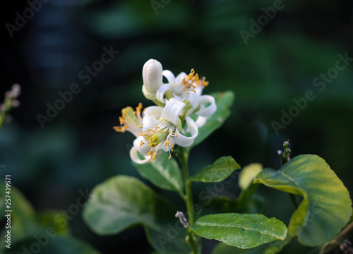 beautiful flowers in nature in the botanical garden