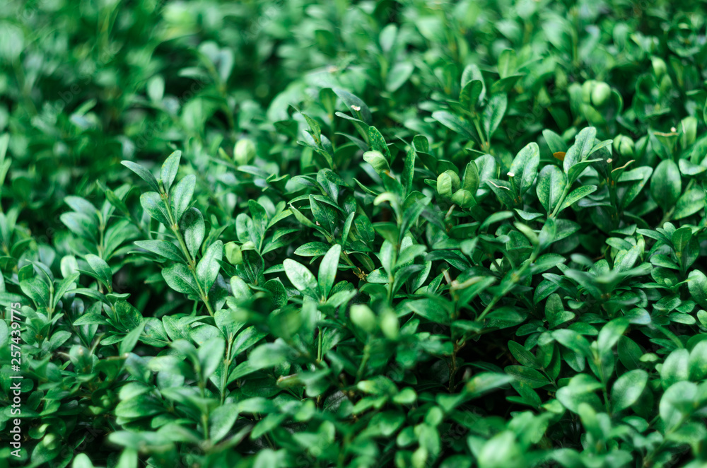 Green Leaves Plant Texture. Floral Blank Background Green Leaves Plant Texture. Floral Blank Background