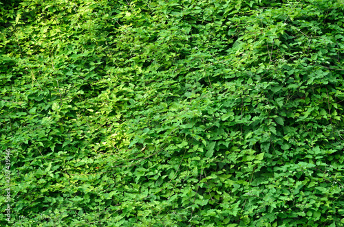 Green Leaves Plant Texture. Floral Blank Background