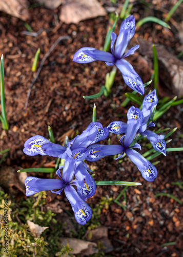 beautiful flowers in nature in the botanical garden photo