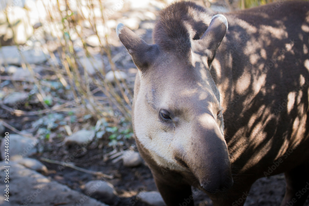 Fototapeta premium Baird's tapir (tapirus bairdii).