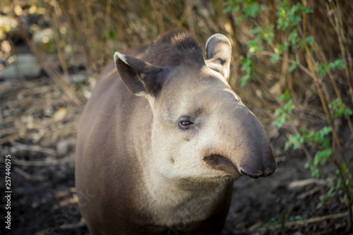 Baird's tapir (tapirus bairdii).
