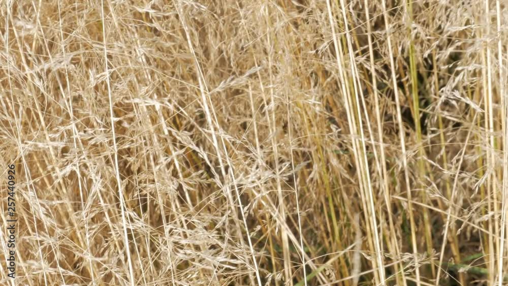 Macro shot of tall thin golden yellow spikes moving in the wind on field. Abstract background Macro shot of tall thin golden yellow spikes moving in the wind on field. Abstract background