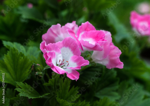 beautiful flowers in nature in the botanical garden