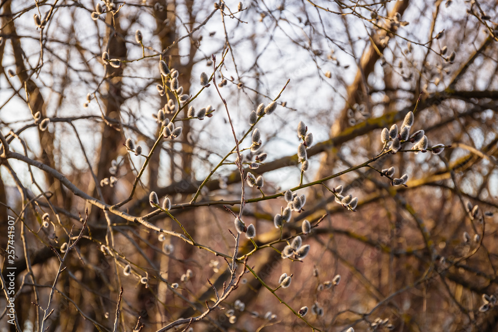 Willow branches with buds in early spring, selective focus, pussy, catkins, spring background. Willow branches with buds in early spring, selective focus, pussy, catkins, spring background.