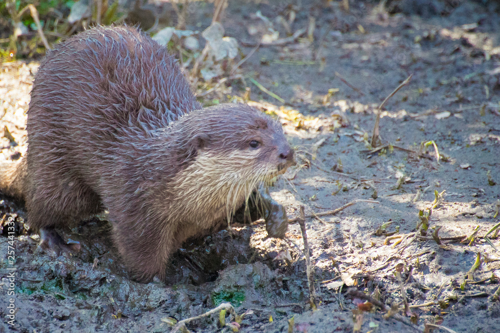 An adult of Asian small-clawed otter. An adult of Asian small-clawed otter.