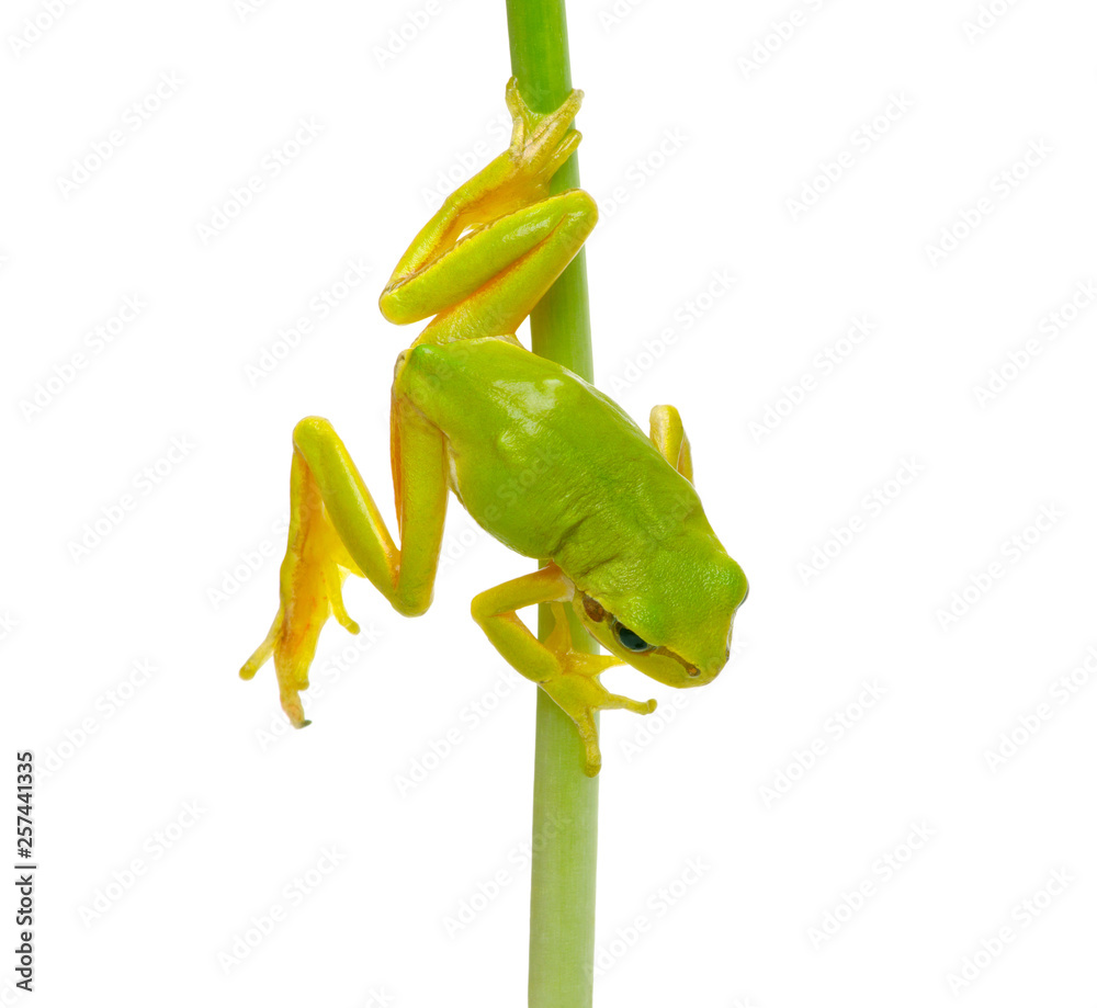Obraz premium Tree frog on a plant