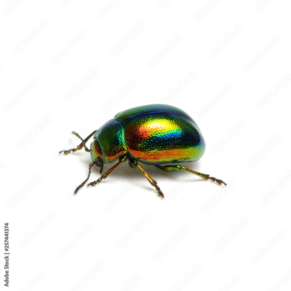 Green beetle isolated on white Green beetle isolated on white