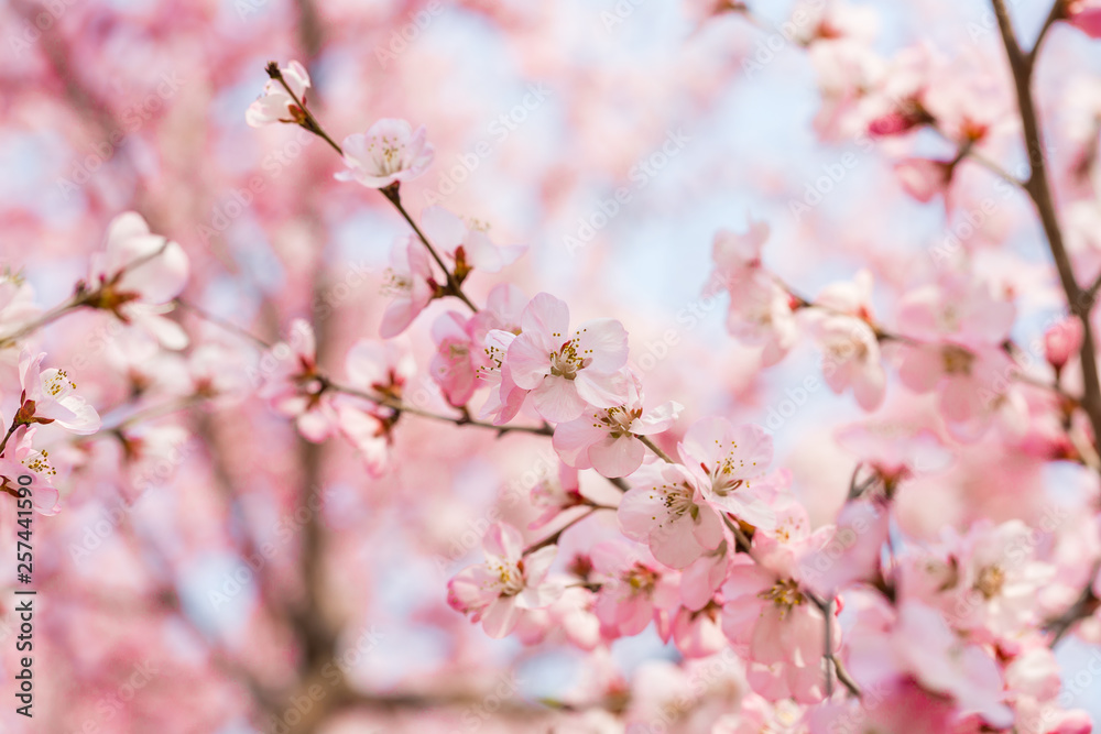 Peach blossom. Peach blossom.