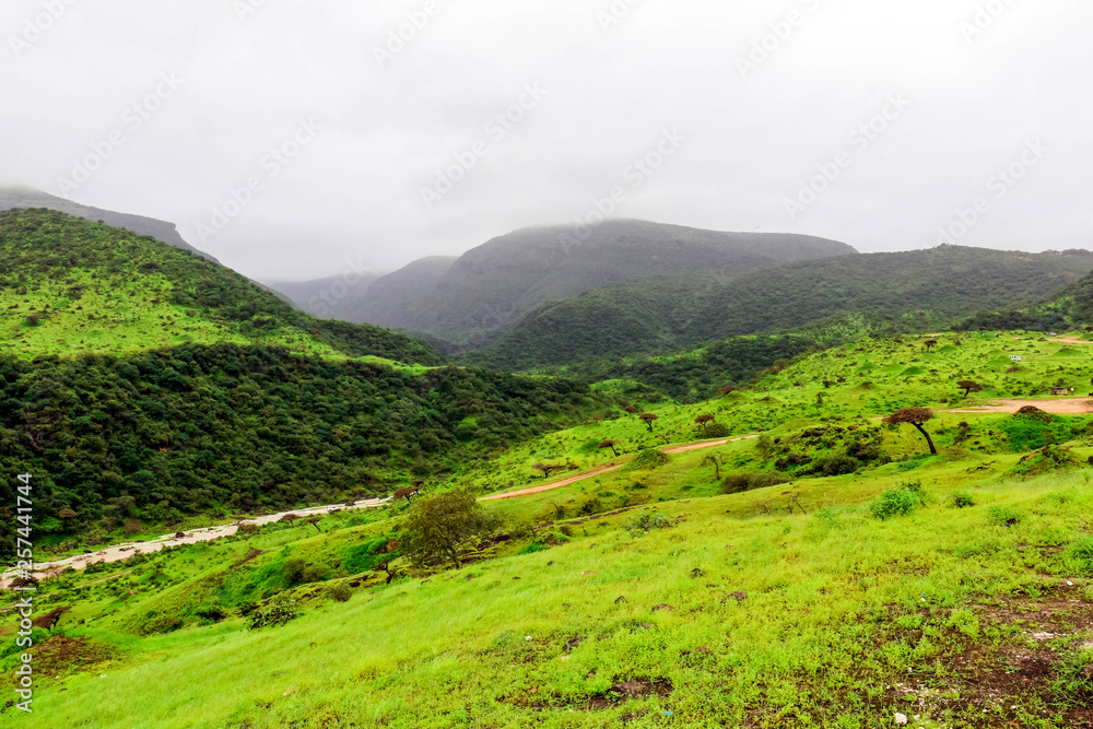 Lush green landscape, trees and foggy mountains in Ayn Khor tourist resort, Salalah, Oman