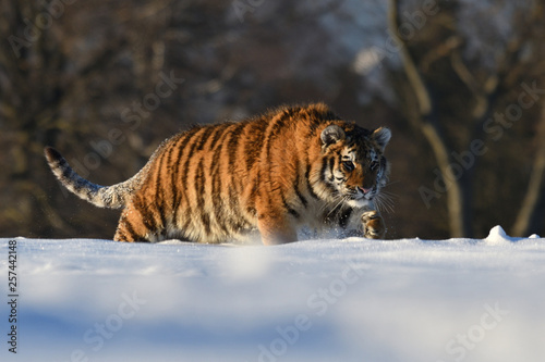 Siberian tiger © PetrDolejsek